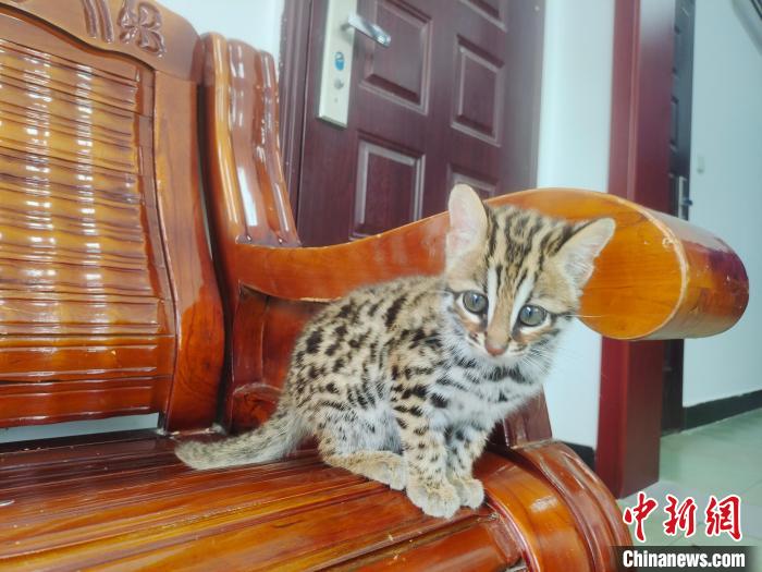 图为受到救助的豹猫幼崽。　德宏边境管理支队供图