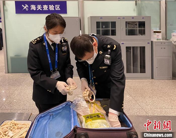 首都机场海关关员在旅客行李中查获象牙制品。　黄雨薇 摄