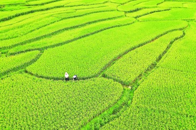 【大美中国】水稻田间管护忙