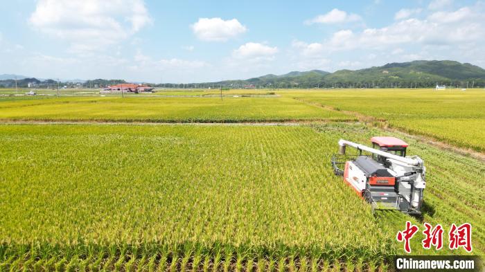 农户们抓住晴好天气驾驶收割机穿梭在田里，一次性完成稻谷脱粒、秸秆粉碎。　长汀县融媒体中心供图