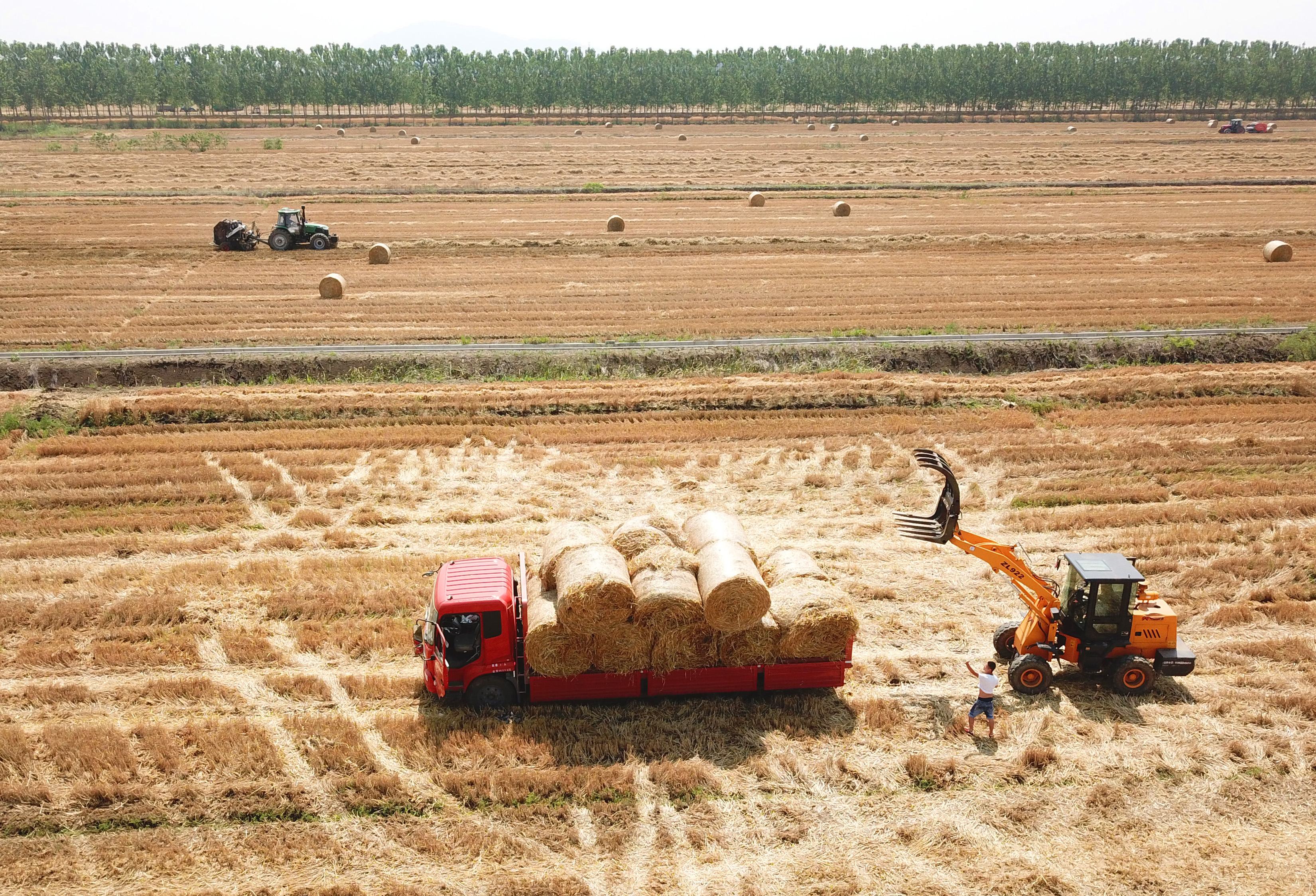 山东大量收购小麦秸秆图片