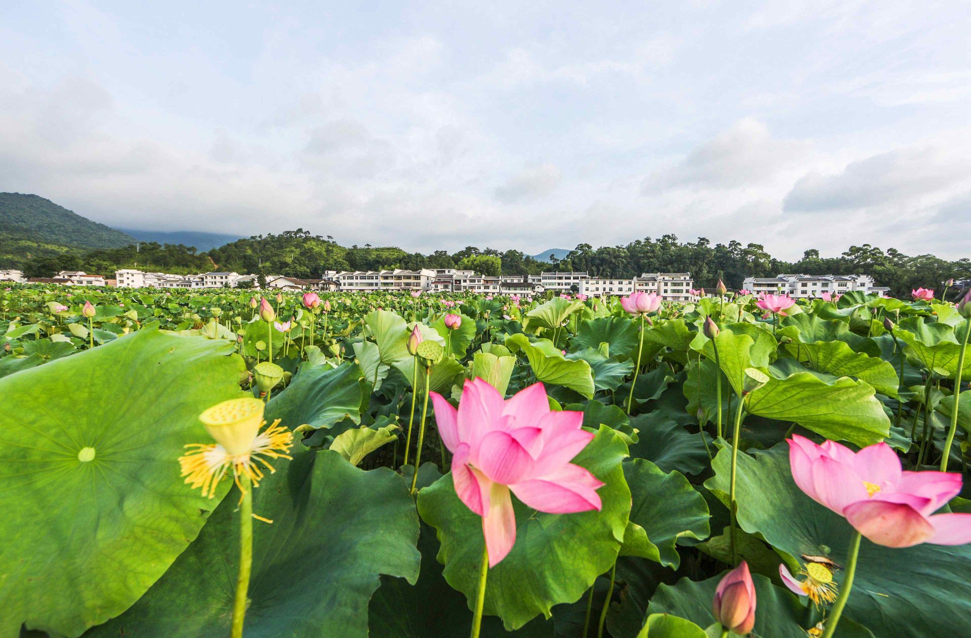 中国莲花第一村—姚西_广昌融媒