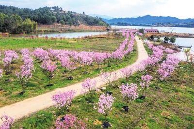 武宁北湾樱花图片