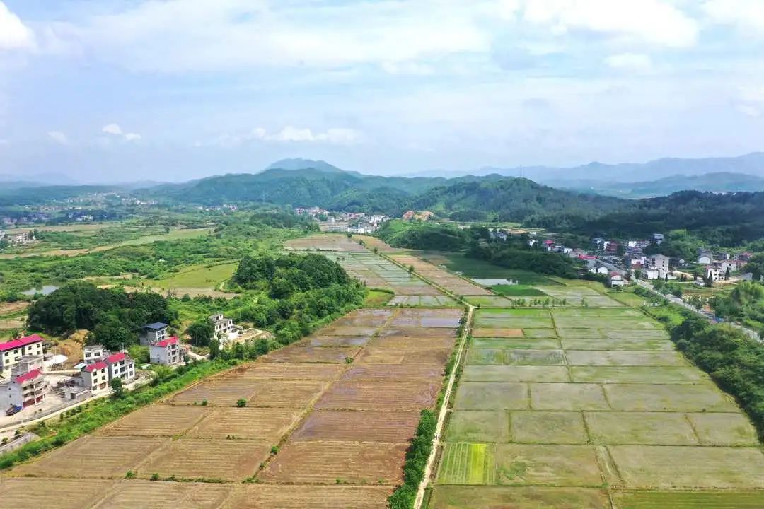 乡村振兴武宁撂荒地成了丰收田