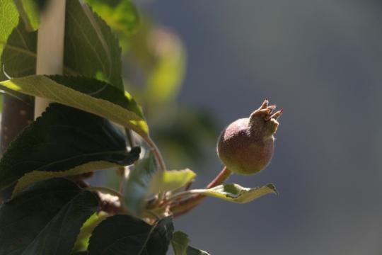 　　部分苹果树试花挂果。(何川　摄)