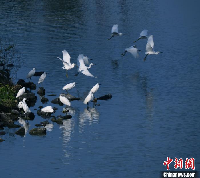 三垟湿地水鸟栖息 潘宏亮供图