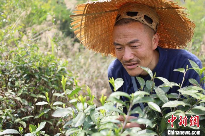 4月上旬，朱恒彬在承包的茶山上查看茶叶长势。