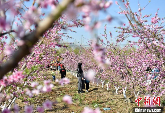 游客在桃花林参观游玩。　韩冰 摄