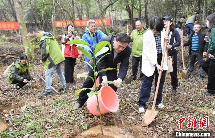 海南风吹楠和狭叶坡垒野外回归种植。　李腾辉 摄