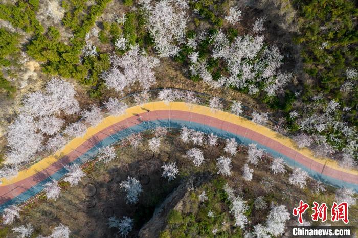 山西太原万柏林区玉泉山景区樱花盛开。　韦亮 摄