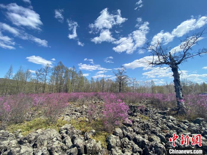 图为盛开在石塘里的兴安杜鹃。　张玮 摄