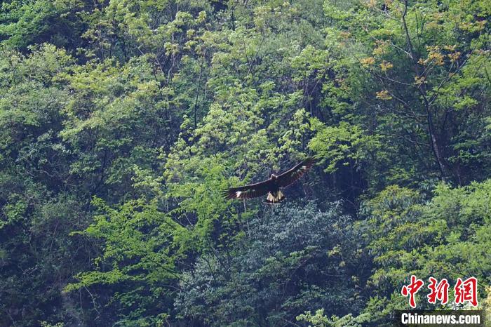 国家一级重点保护动物金雕在湖北堵河源保护区高空盘旋 施维华 摄