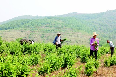 【大美中国】一花一草一水，涵养一座城