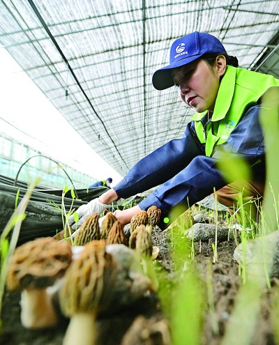 设施农业 让戈壁大漠飘出禾谷香