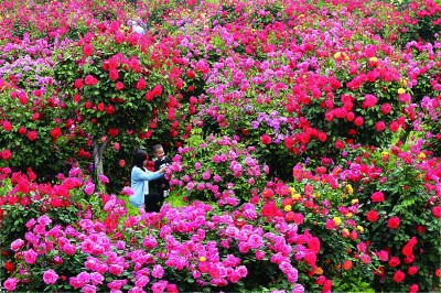 【大美中国】一花一草一水，涵养一座城