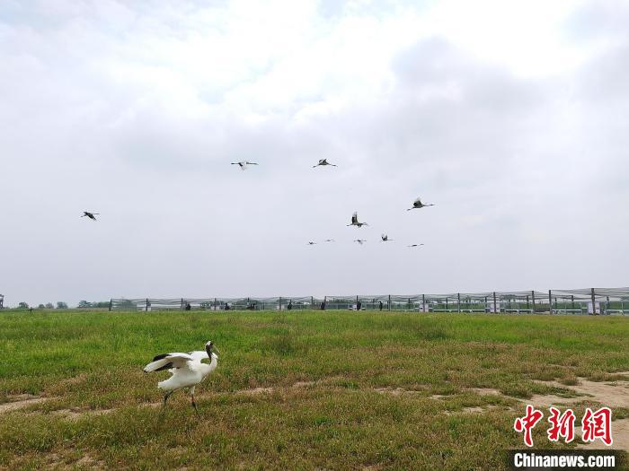 丹顶鹤在天空翱翔。　谷华 摄