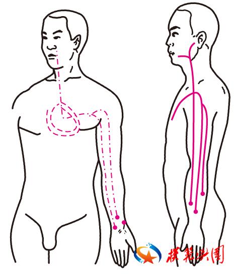 十五络脉示意图图片