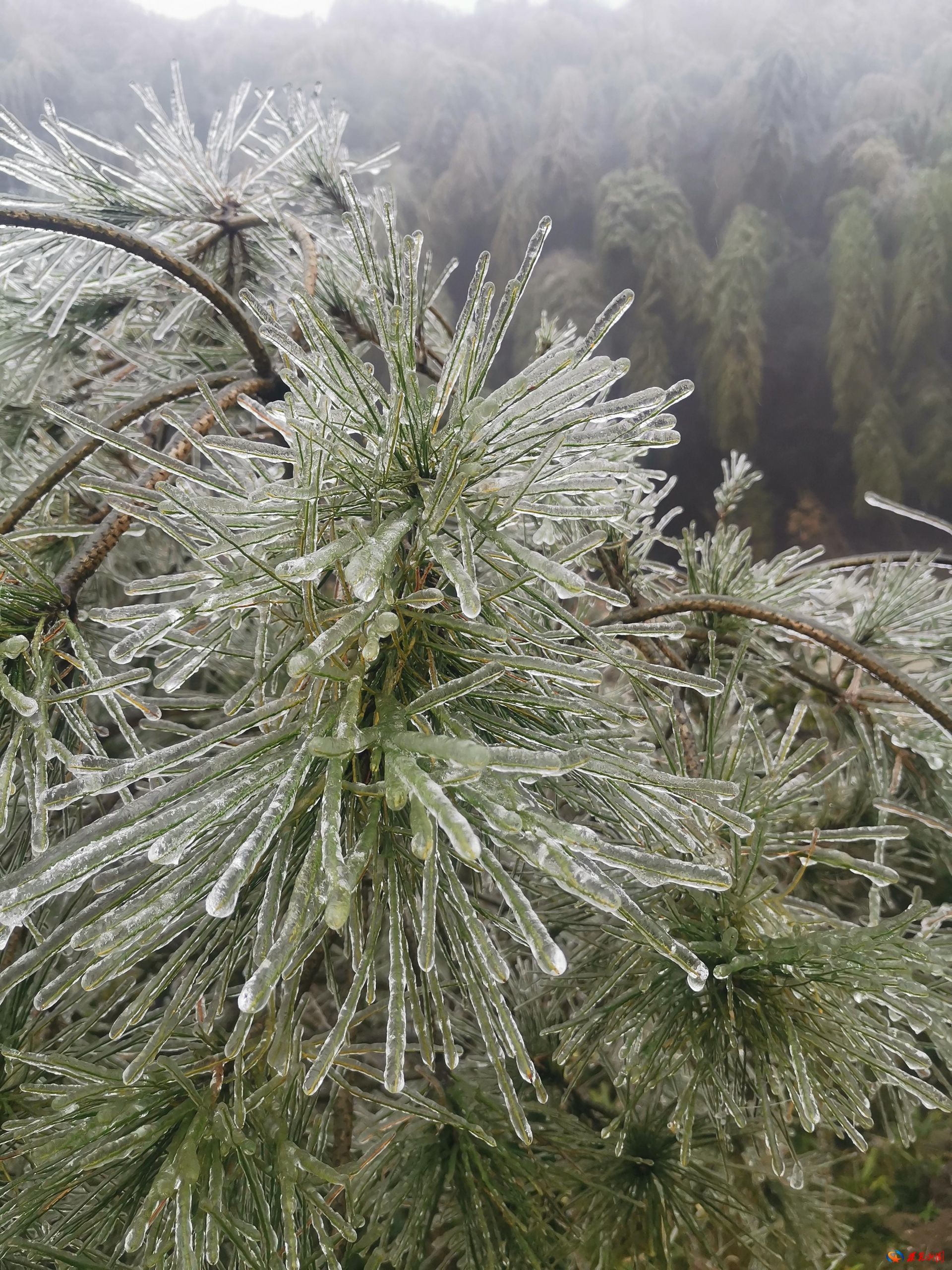 玉树琼花满枝头图片