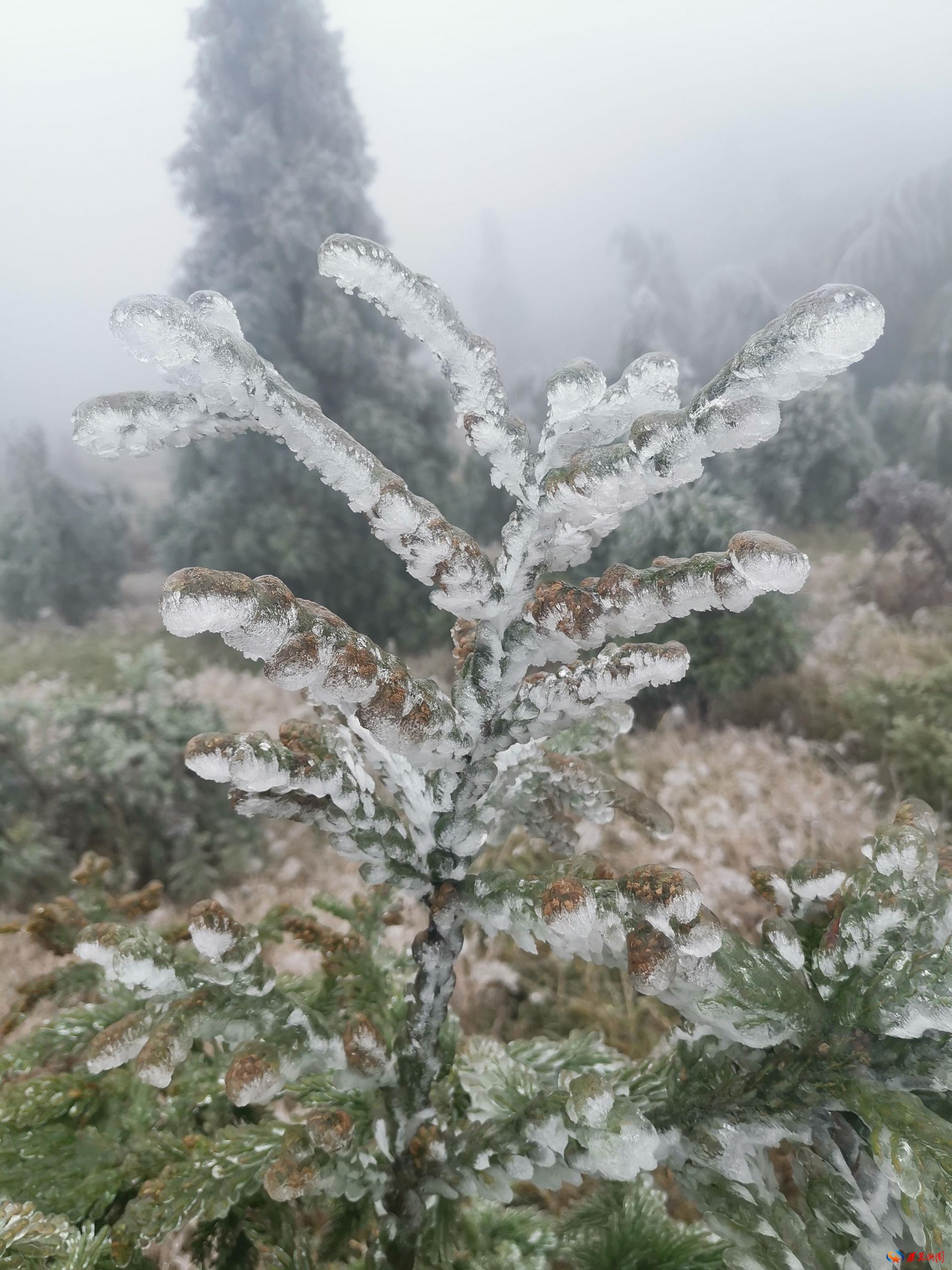 玉树琼花满枝头图片