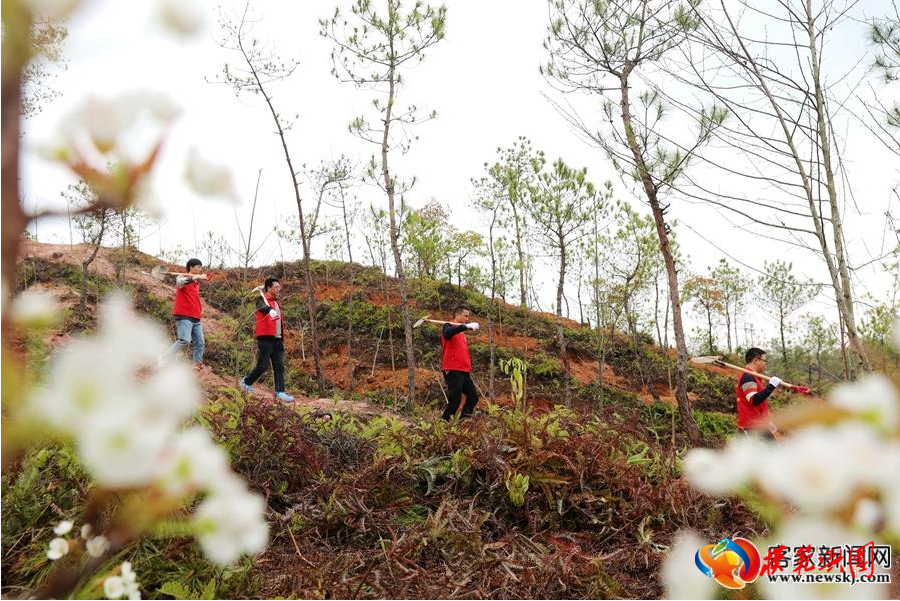 3月12日,興國縣黨員志願者在該縣永豐鄉荷嶺村山頭義務植樹.