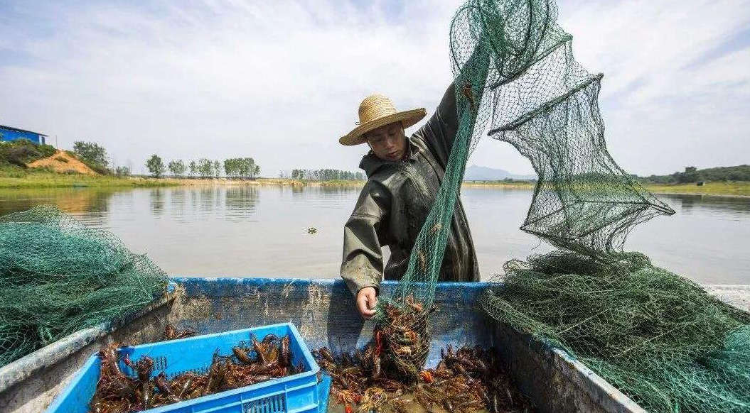 我县构建两带两园两点两基地产业格局小龙虾养殖面积继续保持全省第一