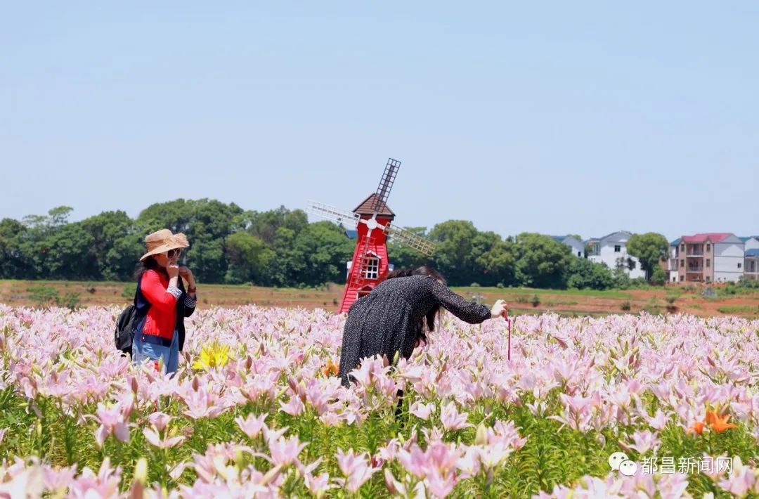 都昌花海图片