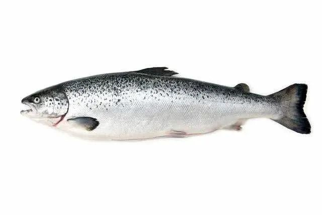 太平洋鲑鱼三文鱼,是英语"salmon"的音译,源于拉丁语"salmo".