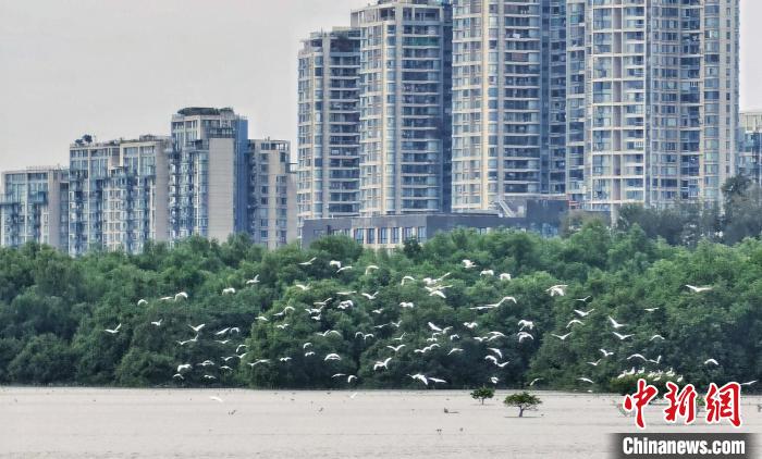 深圳湾红树林湿地 广东省林业局 供图