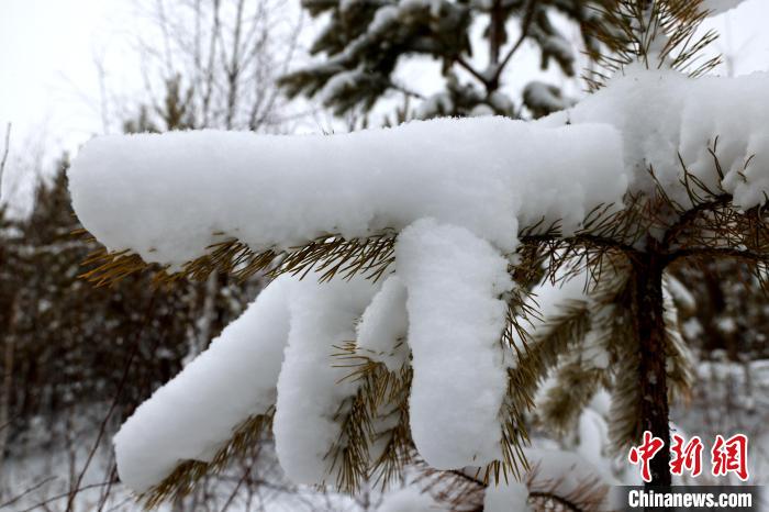 漠河市迎来暴雪天气。　邵天李 摄