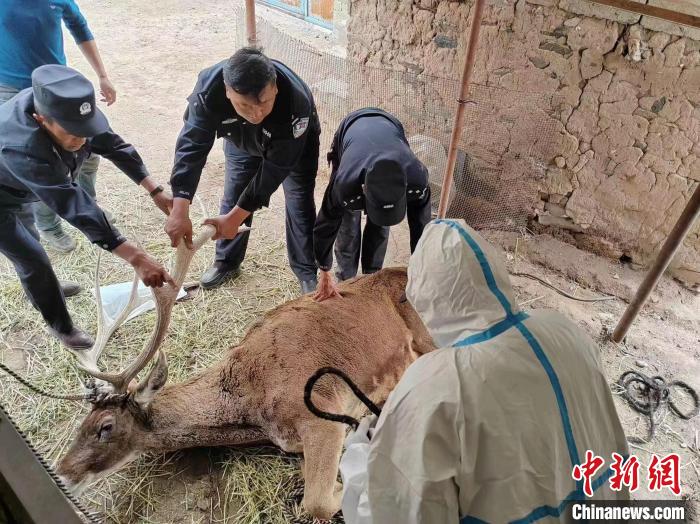 图为民警与乡镇医生查看白唇鹿伤势。　　称多县公安局森林警察大队供图