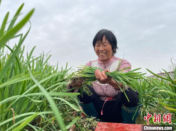 孔建南将韭菜的种植范围扩展到了全镇。　宋梅 摄