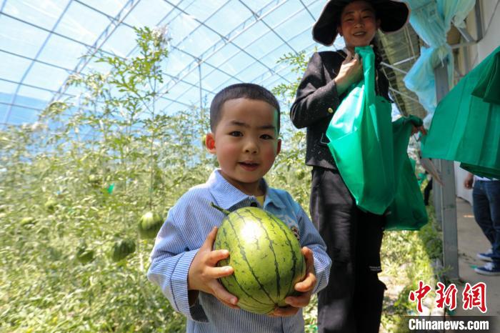 采摘节上，孩子们进入高原大棚采摘西瓜。　主办方供图