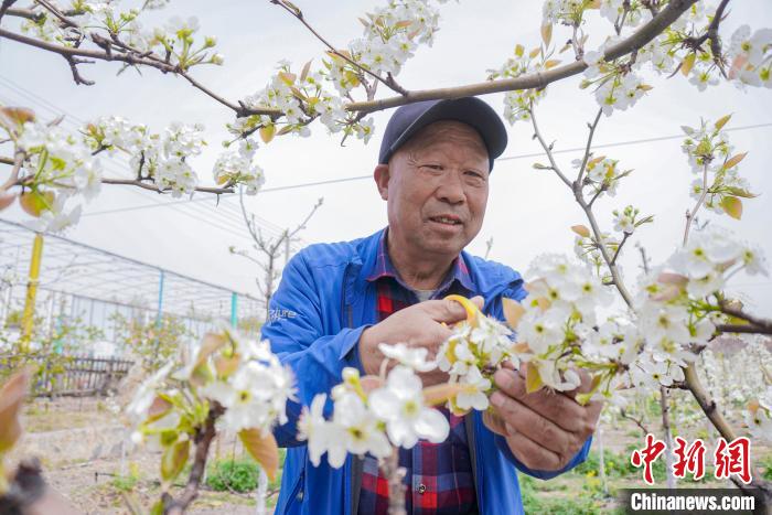 合作社不断调整种植结构，种植草莓、葡萄、苹果、西瓜、西梅、梨、桃等20多种瓜果近200亩。　上党区融媒体中心供图