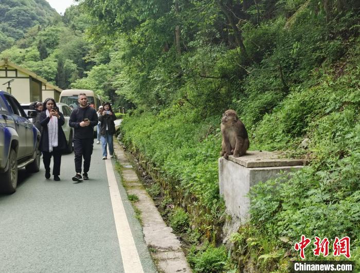 国际媒体人邂逅藏酋猴。　韩金雨 摄