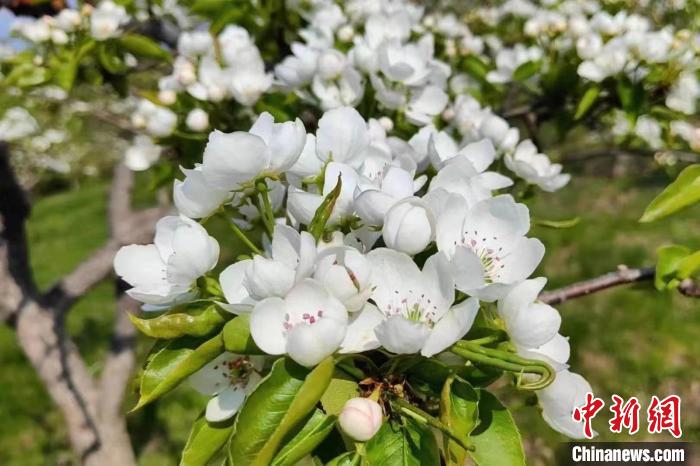 正值盛放季节的梨花 鹤岗市文体广电和旅游局 摄