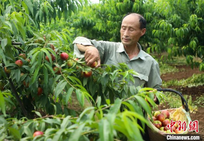 肥西县在荒岗上打造的桃园。　陈文 摄