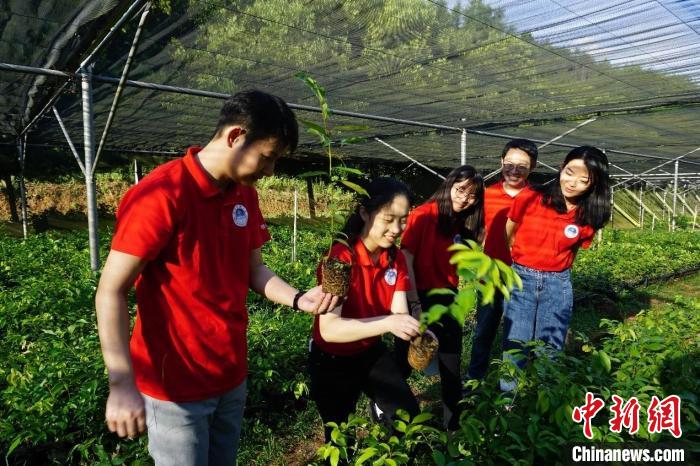 华南理工大学团队成员在良种育苗基地选苗 岳青 摄