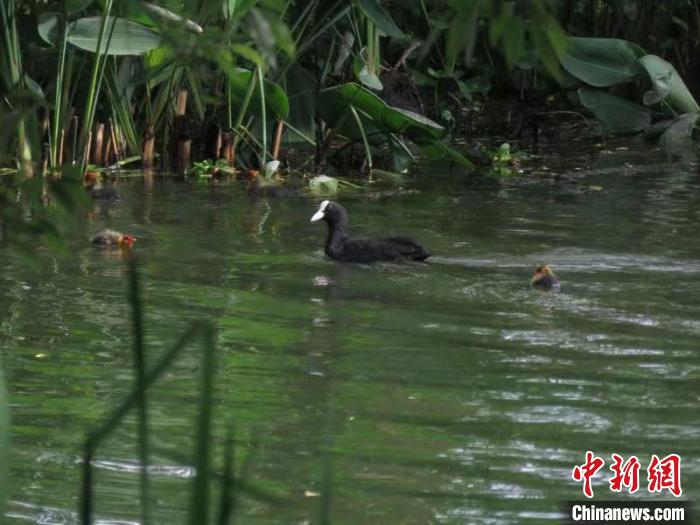 骨顶鸡带着骨顶鸡雏鸟在西湖水域里玩耍 西湖水域管理处 供图