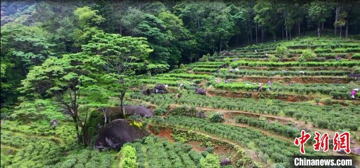 图为黄坑茶山采茶忙。(资料图) 林晞 摄