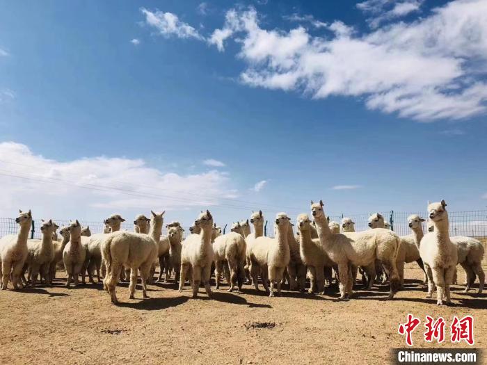 (资料图)图为苏尼特草原上的羊驼群。　迟海涛 供图