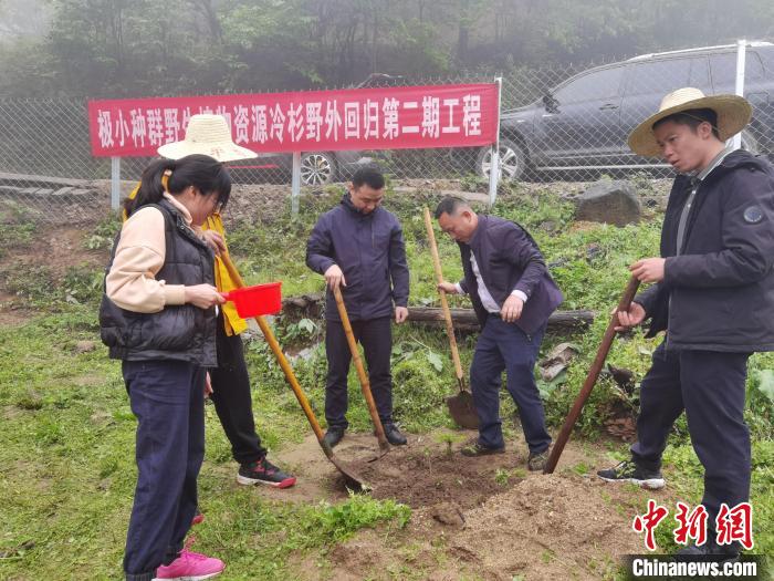 图为工作人员在回归基地种植资源冷杉苗木。　柳福权 摄