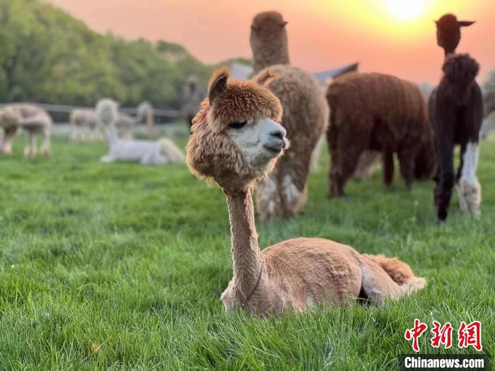 (资料图)图为在上海自然卷卷牧野，刚剪完毛的羊驼。　迟海涛 供图