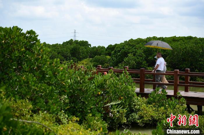 湛江市麻章区金牛岛红树林片区风景如画。　田雨昊 摄