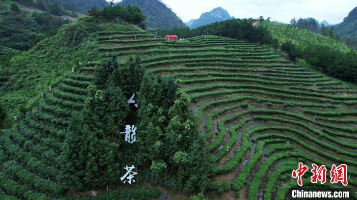 俯瞰六龙茶千亩茶园。　俞靖 摄