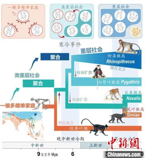 寒冷事件促进亚洲叶猴社会聚合。　西北大学供图