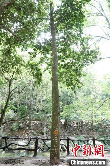 位于金秀瑶族自治县六巷乡大岭村庙山冲的大瑶山琼楠。　刘维 摄