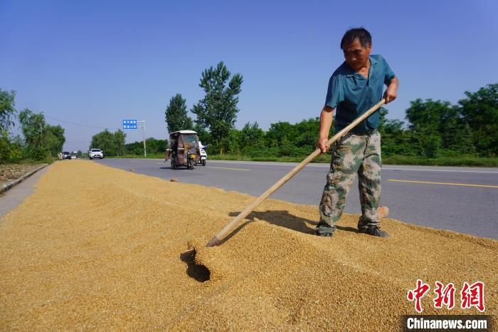 图为新乡县农户在道路旁翻晒小麦。　韩章云 摄