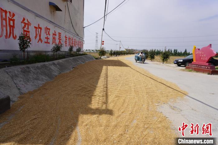 图为新乡县乡村道路旁晾晒的小麦。　韩章云 摄