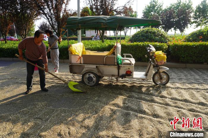 图为村民将晾晒好的特色小麦装车。　经晓佳 摄