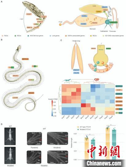 蛇类四肢缺失、身体延长、内脏器官不对称发育等重要遗传机制。　中科院成都生物所 供图